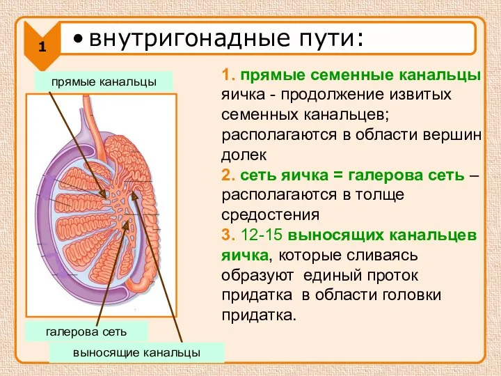 1. прямые семенные канальцы яичка - продолжение извитых семенных канальцев;