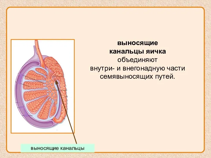 выносящие канальцы яичка объединяют внутри- и внегонадную части семявыносящих путей. выносящие канальцы