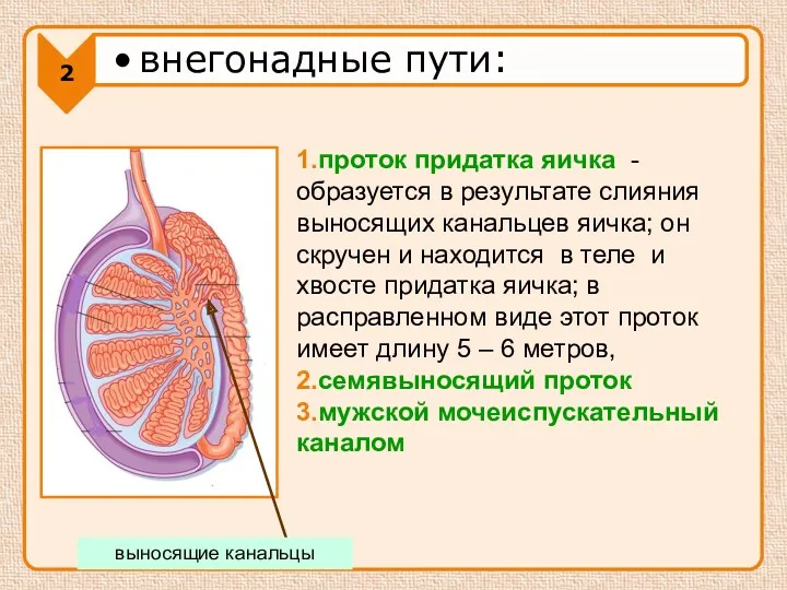 1.проток придатка яичка - образуется в результате слияния выносящих канальцев