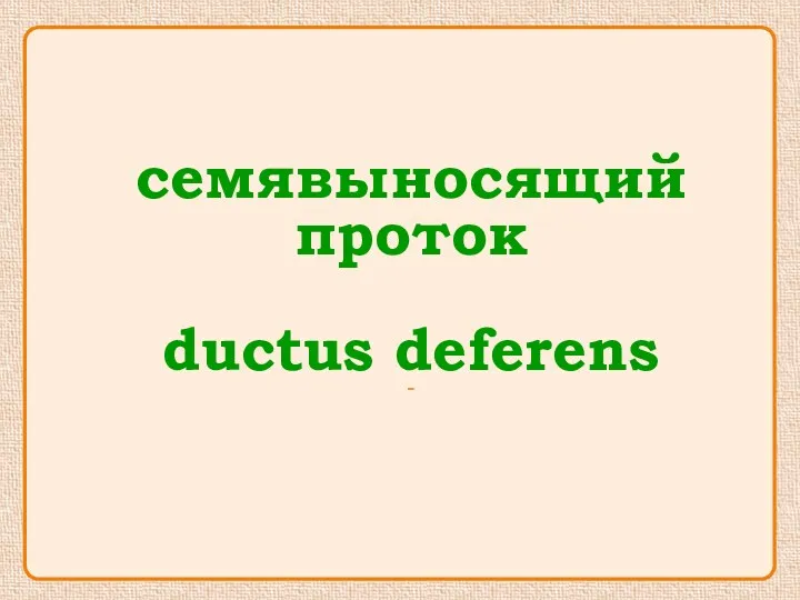 семявыносящий проток ductus deferens -