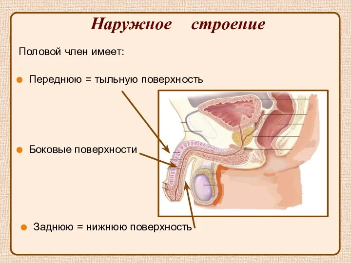 Наружное строение Половой член имеет: Переднюю = тыльную поверхность Боковые поверхности Заднюю = нижнюю поверхность