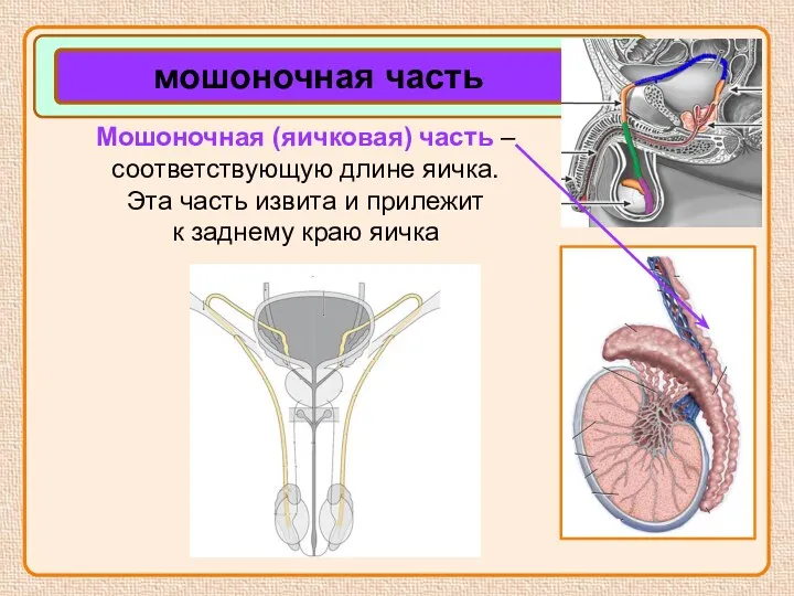 Мошоночная (яичковая) часть – соответствующую длине яичка. Эта часть извита и прилежит к заднему краю яичка