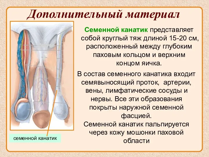 Дополнительный материал семенной канатик В состав семенного канатика входит семявыносящий