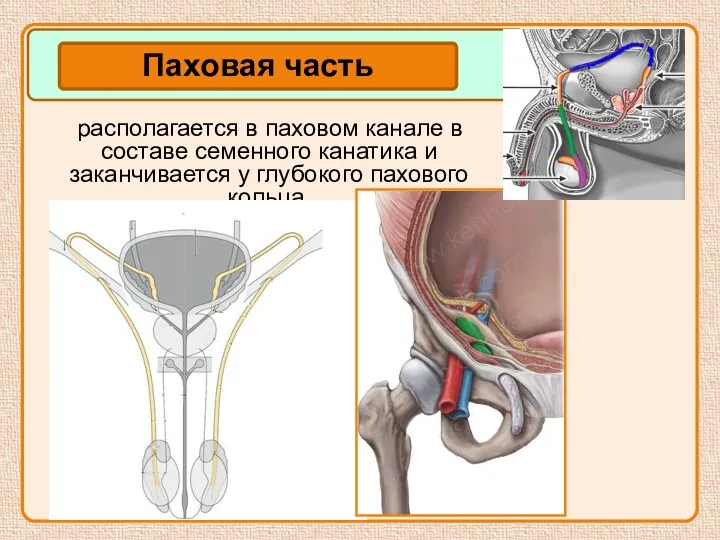 располагается в паховом канале в составе семенного канатика и заканчивается у глубокого пахового кольца.