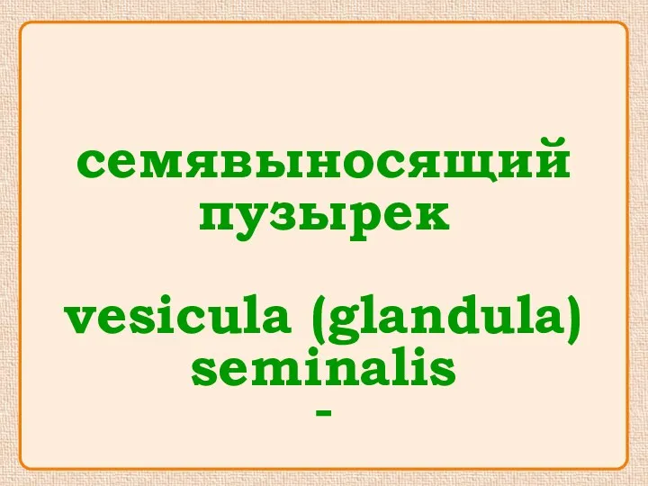 семявыносящий пузырек vesicula (glandula) seminalis -