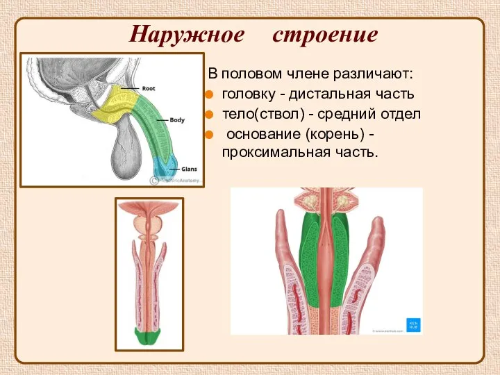 Наружное строение В половом члене различают: головку - дистальная часть