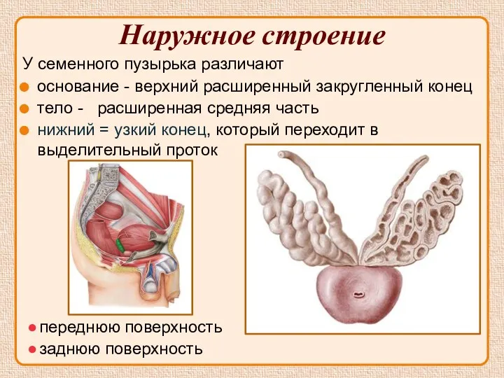 Наружное строение У семенного пузырька различают основание - верхний расширенный