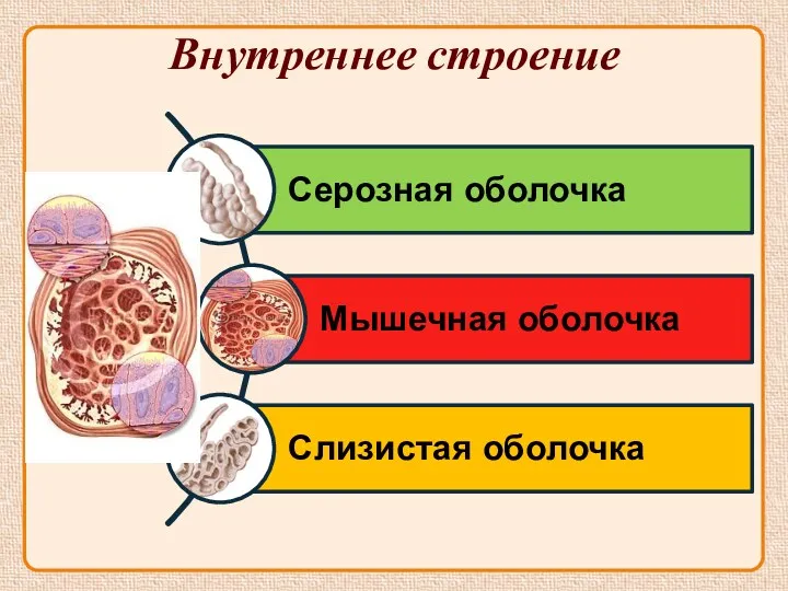 Внутреннее строение