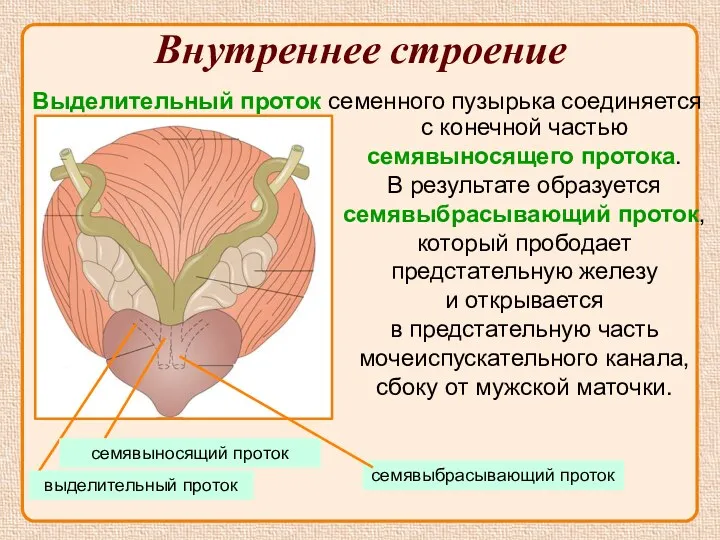 Внутреннее строение Выделительный проток семенного пузырька соединяется с конечной частью