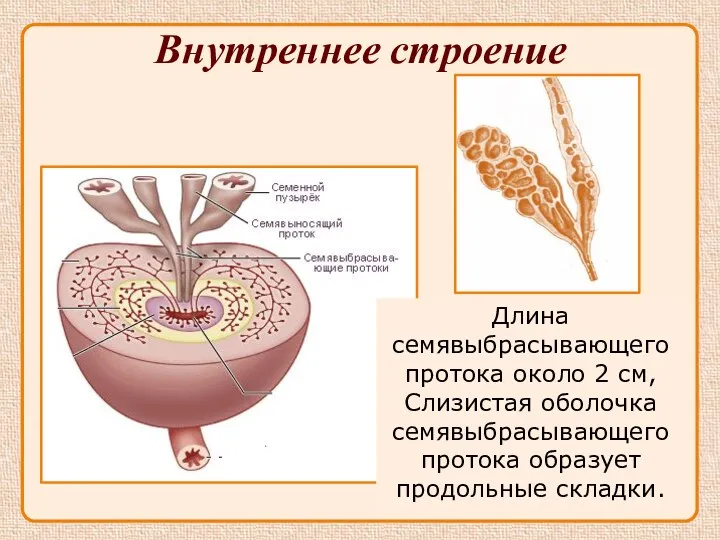 Внутреннее строение Длина семявыбрасывающего протока около 2 см, Слизистая оболочка семявыбрасывающего протока образует продольные складки.