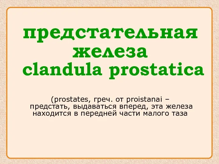 предстательная железа clandula prostatica (prostates, греч. oт proistanai – предстать,