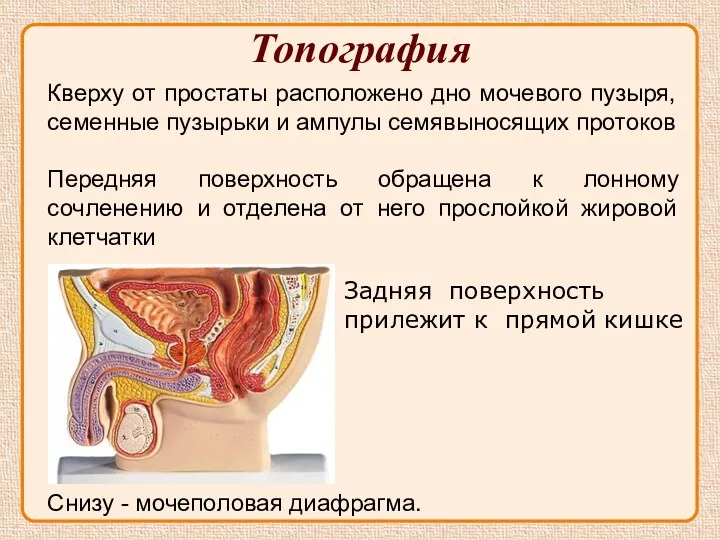 Топография Кверху от простаты расположено дно мочевого пузыря, семенные пузырьки