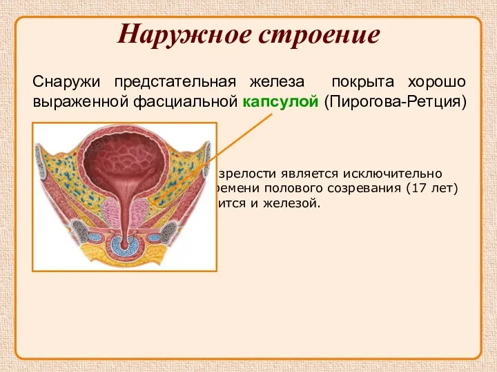 До наступления половой зрелости является исключительно мышечным органом, а ко