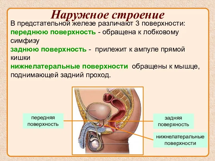 В предстательной железе различают 3 поверхности: переднюю поверхность - обращена