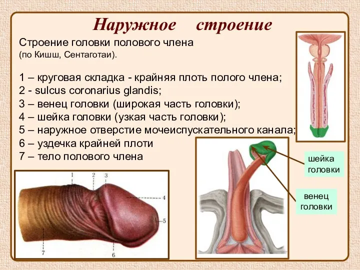 Наружное строение Строение головки полового члена (по Кишш, Сентаготаи). 1