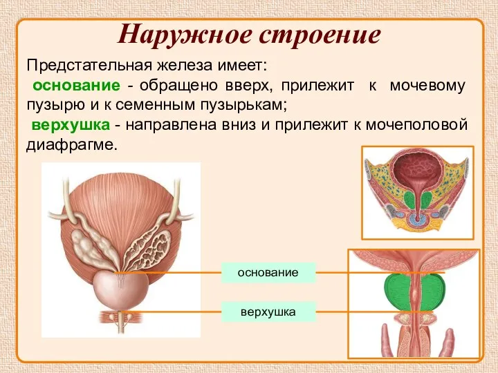 Наружное строение Предстательная железа имеет: основание - обращено вверх, прилежит