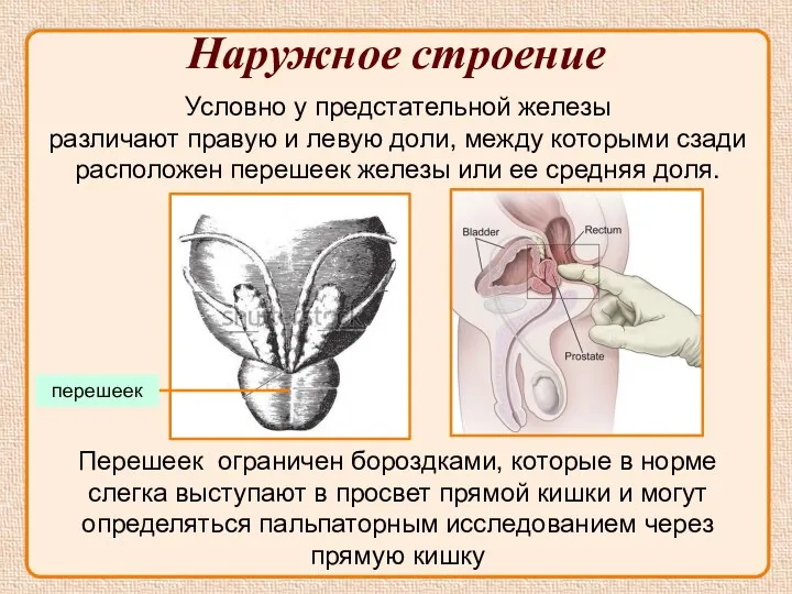 Наружное строение Условно у предстательной железы различают правую и левую