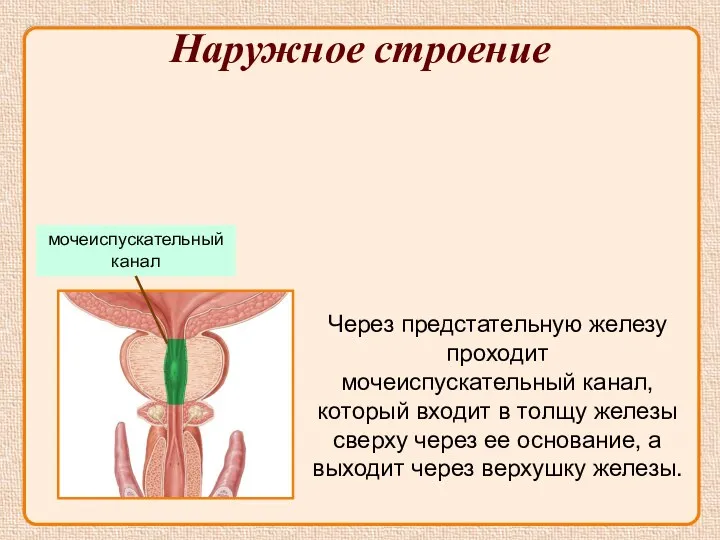 Наружное строение Через предстательную железу проходит мочеиспускательный канал, который входит