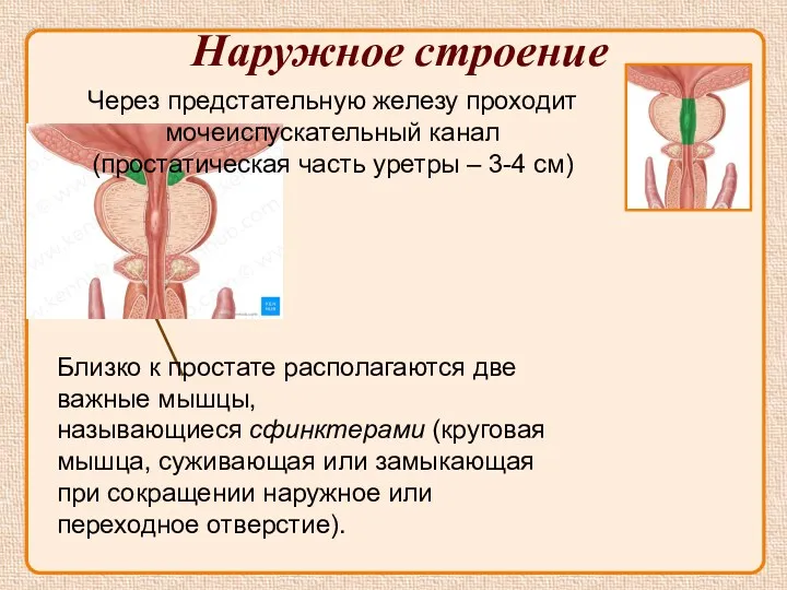 Наружное строение мочеиспускательный канал Близко к простате располагаются две важные