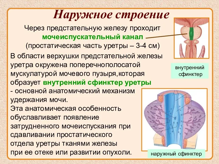 Наружное строение Через предстательную железу проходит мочеиспускательный канал (простатическая часть