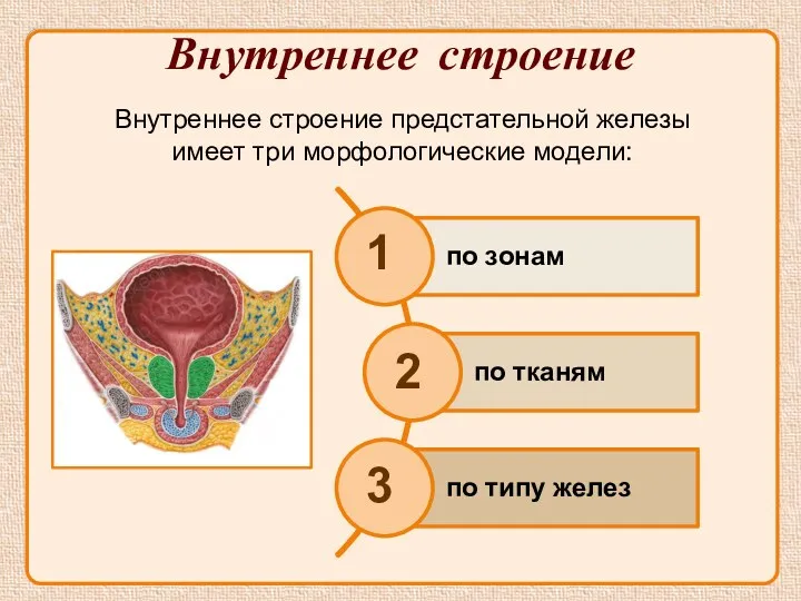 Внутреннее строение предстательной железы имеет три морфологические модели: Внутреннее строение 1 2 3