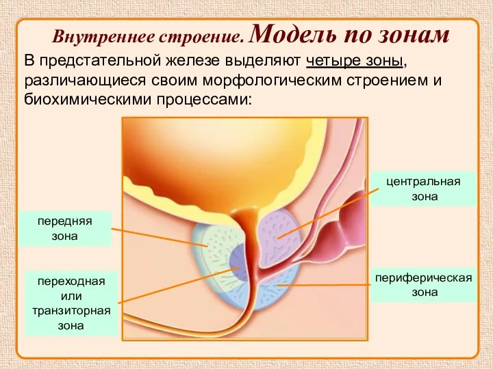 В предстательной железе выделяют четыре зоны, различающиеся своим морфологическим строением