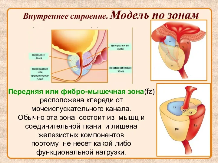 Передняя или фибро-мышечная зона(fz) расположена кпереди от мочеиспускательного канала. Обычно