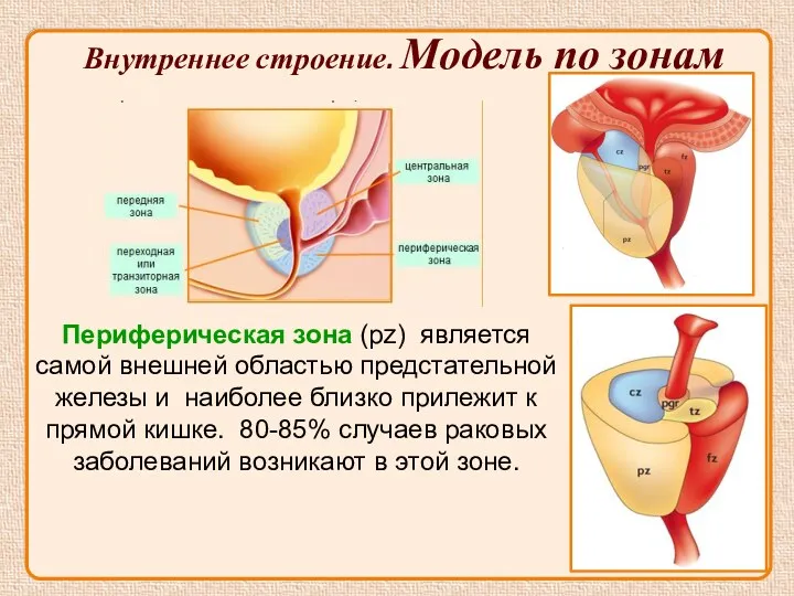 Периферическая зона (pz) является самой внешней областью предстательной железы и