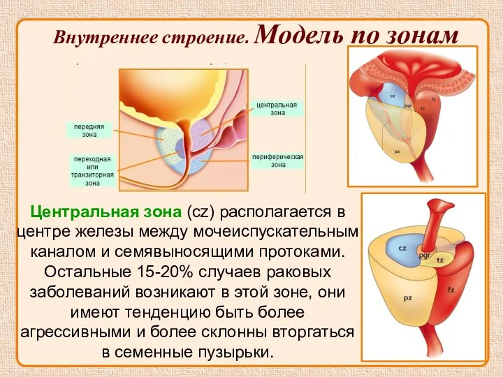 Центральная зона (cz) располагается в центре железы между мочеиспускательным каналом