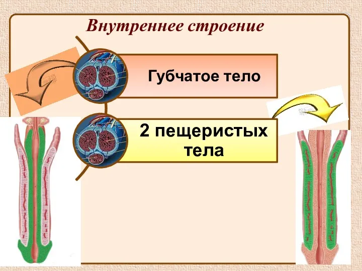 Внутреннее строение