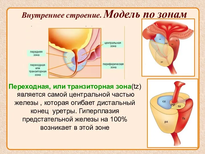 Переходная, или транзиторная зона(tz) является самой центральной частью железы ,