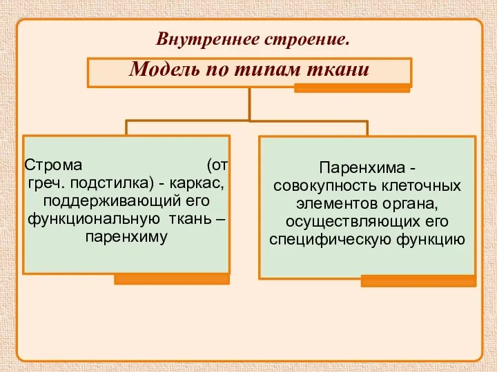 Внутреннее строение.