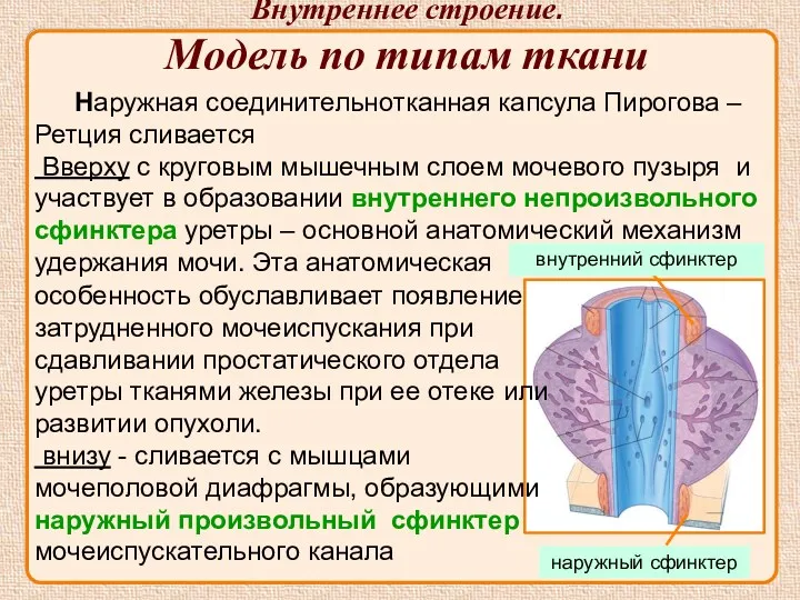 Наружная соединительнотканная капсула Пирогова – Ретция сливается Вверху с круговым