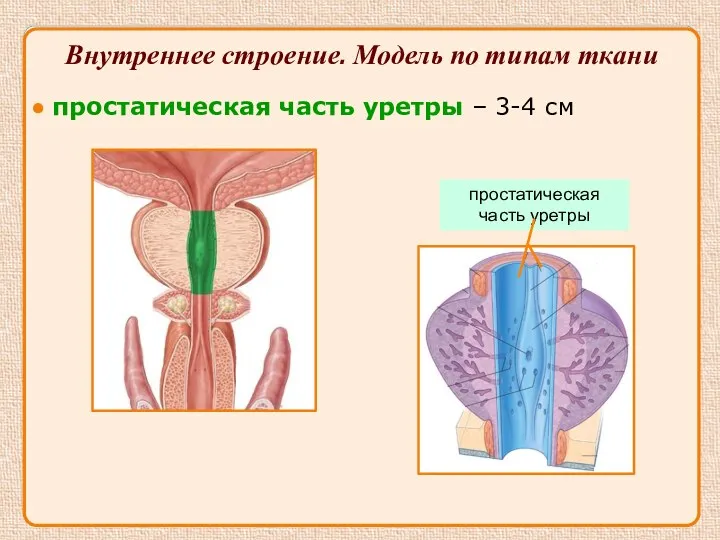 ● простатическая часть уретры – 3-4 см Внутреннее строение. Модель по типам ткани простатическая часть уретры