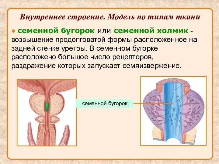 ● семенной бугорок или семенной холмик - возвышение продолговатой формы