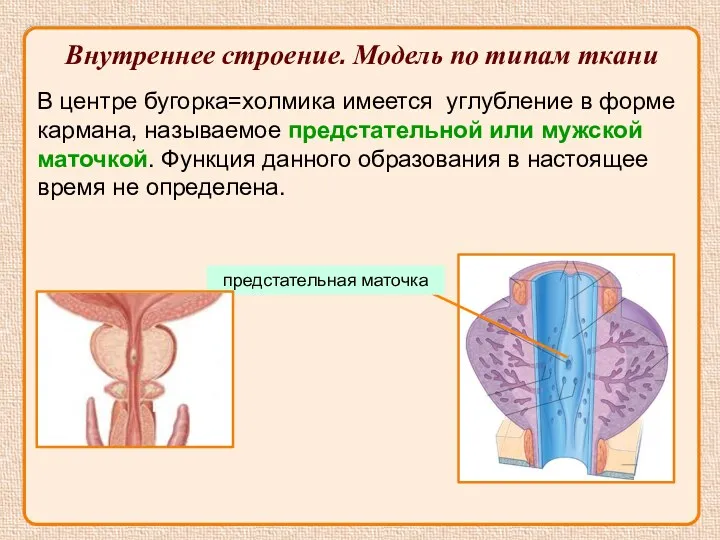 Внутреннее строение. Модель по типам ткани В центре бугорка=холмика имеется