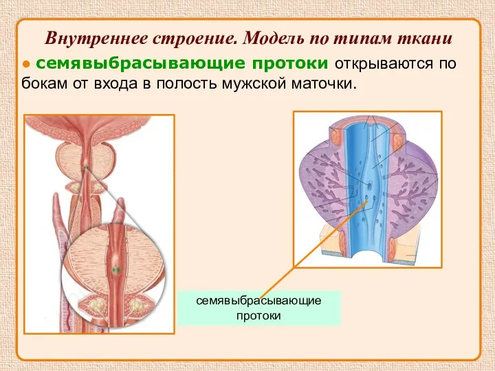 ● семявыбрасывающие протоки открываются по бокам от входа в полость