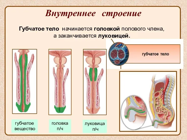 Внутреннее строение головка п/ч губчатое вещество луковица п/ч Губчатое тело