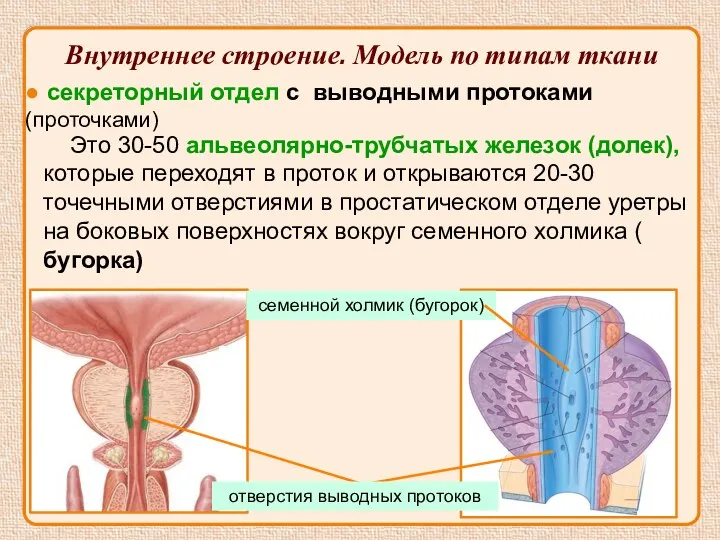 ● секреторный отдел с выводными протоками (проточками) Это 30-50 альвеолярно-трубчатых