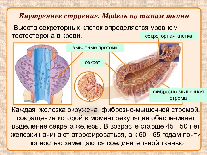 Высота секреторных клеток определяется уровнем тестостерона в крови. секреторная клетка