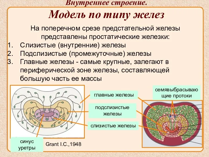 На поперечном срезе предстательной железы представлены простатические железки: Слизистые (внутренние)