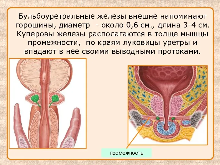 Бульбоуретральные железы внешне напоминают горошины, диаметр - около 0,6 см.,