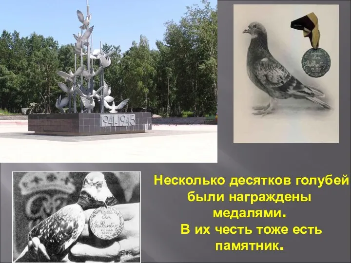Несколько десятков голубей были награждены медалями. В их честь тоже есть памятник.