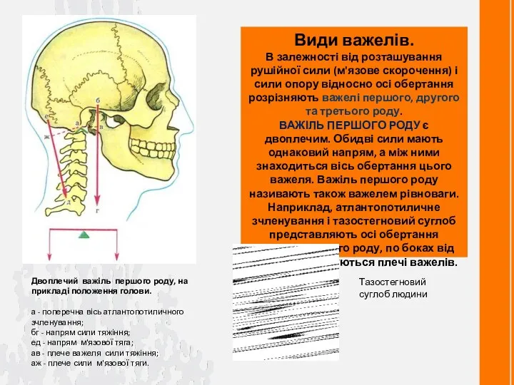 Види важелів. В залежності від розташування рушійної сили (м'язове скорочення)