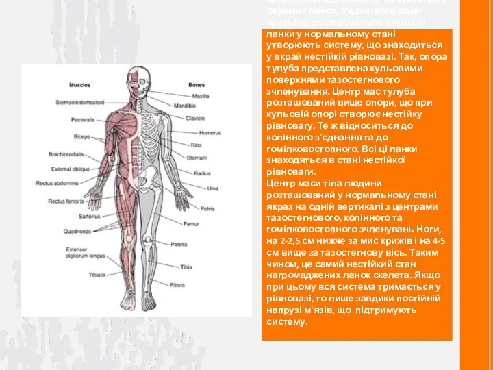 Якщо розглядати скелет як сукупність окремих ланок, з'єднаних в один