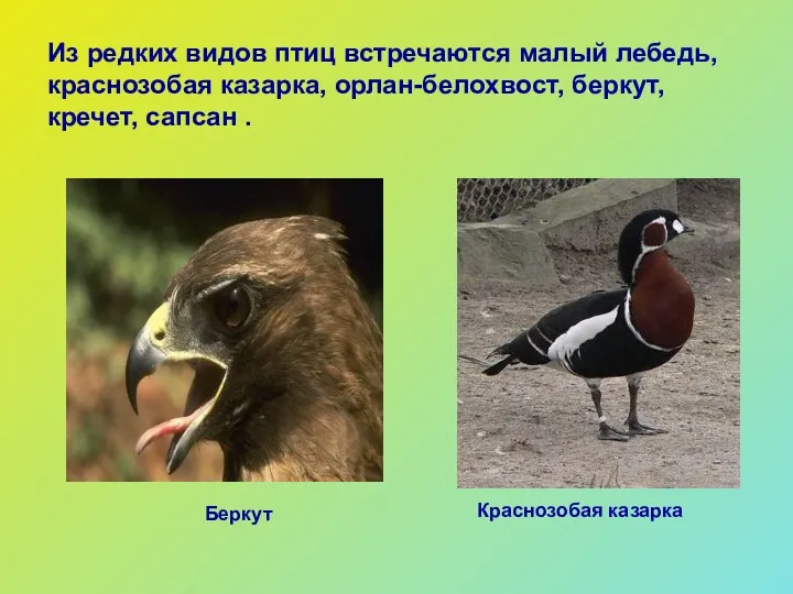 Из редких видов птиц встречаются малый лебедь, краснозобая казарка, орлан-белохвост,