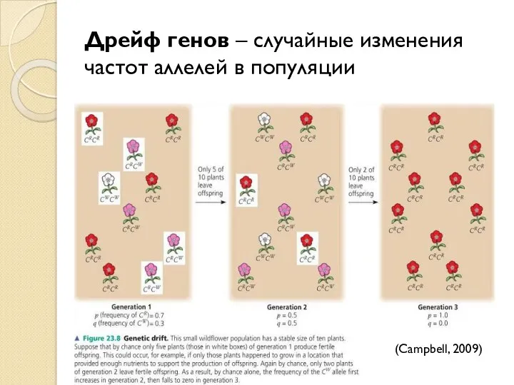 Дрейф генов – случайные изменения частот аллелей в популяции (Campbell, 2009)