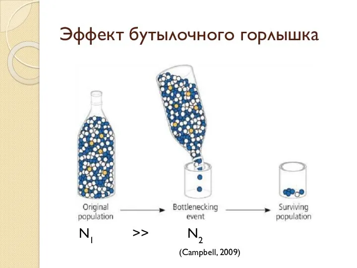 Эффект бутылочного горлышка (Campbell, 2009) N1 >> N2