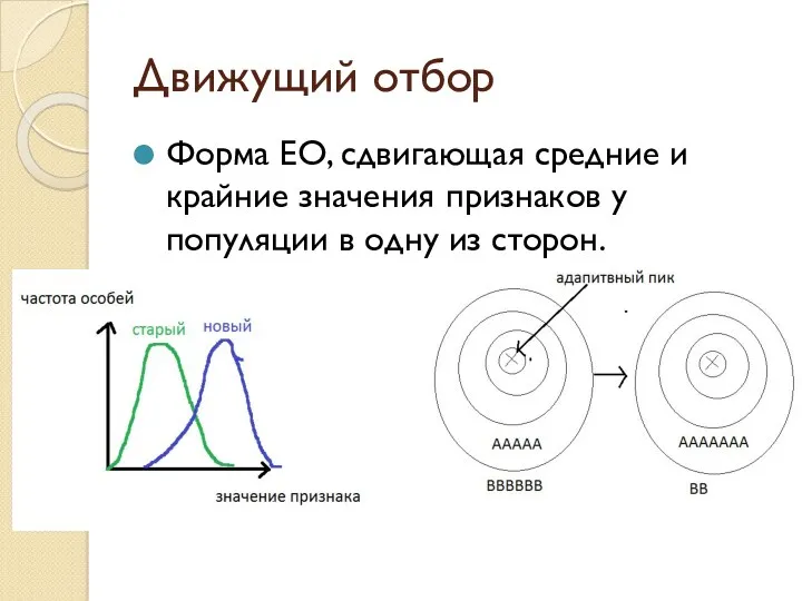 Движущий отбор Форма ЕО, сдвигающая средние и крайние значения признаков у популяции в одну из сторон.