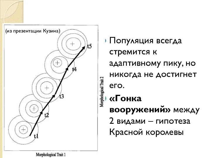 Популяция всегда стремится к адаптивному пику, но никогда не достигнет